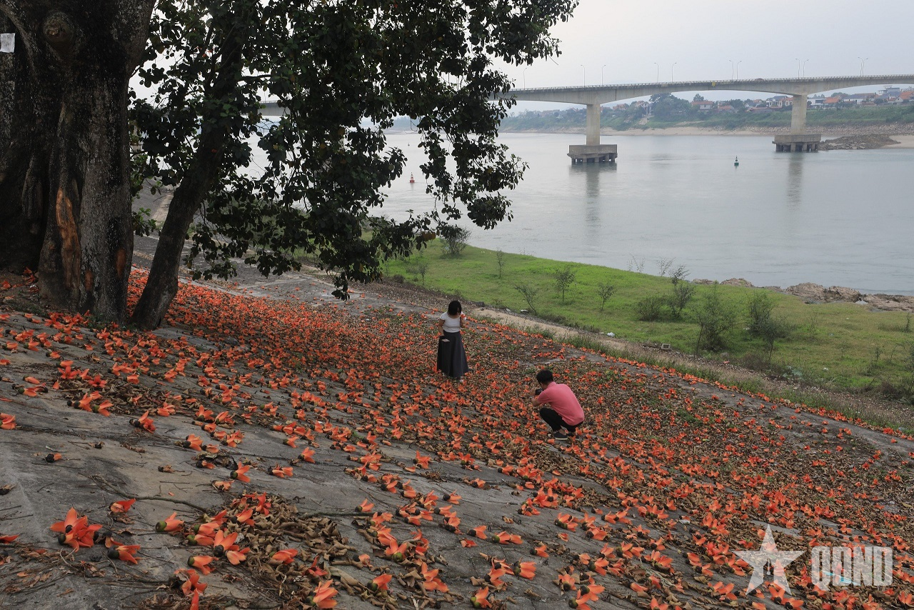 Tháng Ba, hoa gạo đỏ triền sông